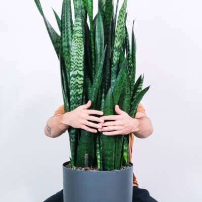 plants-store-categories-img-2 Alocasia Regal Shield