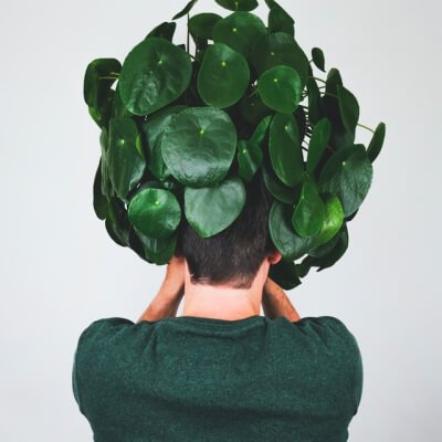 plants-store-gallery-img-3 Alocasia Regal Shield