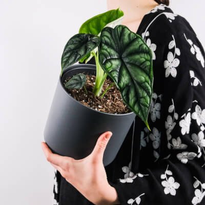 plants-store-gallery-img-4 Alocasia Regal Shield